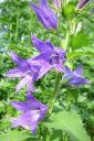 Ukonkello2C_Campanula_latifolia_IMG_7266.jpg