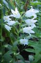 Ukonkello2C_Campanula_latifolia__Alba__IMG_7136.jpg