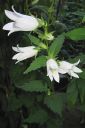 Ukonkello2C_Campanula_latifolia__Alba__IMG_7137.jpg