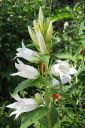 Ukonkello2C_Campanula_latifolia__Alba__IMG_8792.jpg