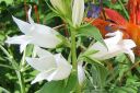 Ukonkello2C_Campanula_latifolia__Alba__IMG_8793.jpg