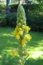 Ukontulikukka2C_Verbascum_thapsus_IMG_0004.jpg