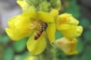 Ukontulikukka2C_Verbascum_thapsus_IMG_0478.jpg