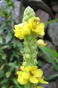 Ukontulikukka2C_Verbascum_thapsus_IMG_0479.jpg