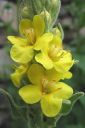 Ukontulikukka2C_Verbascum_thapsus_IMG_2628.jpg