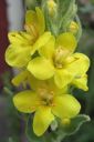 Ukontulikukka2C_Verbascum_thapsus_IMG_2629.jpg