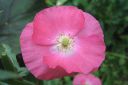 Unikko2C_Papaver_sp_IMG_0411.jpg