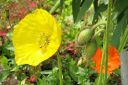 Tiedostonimi=Unikko2C_Papaver_sp_IMG_4592.jpg
Tiedostokoko=57kt
Koko=600x399
Lisätty=11.03.2011 Unikko2C_Papaver_sp_IMG_4592.jpg