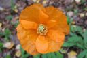 Unikko2C_Papaver_sp_IMG_8256.jpg