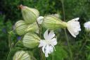 Valkoailakki2C_Silene_latifolia_subsp_alba_IMG_1082.jpg