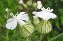 Valkoailakki2C_Silene_latifolia_subsp_alba_IMG_1083.jpg