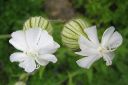 Valkoailakki2C_Silene_latifolia_subsp_alba_IMG_1084.jpg