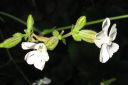 Valkoailakki2C_Silene_latifolia_subsp_alba_IMG_5548.jpg