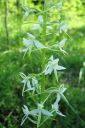 Valkolehdokki2C_Platanthera_bifolia_IMG_1374.jpg