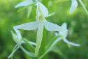 Valkolehdokki2C_Platanthera_bifolia_IMG_1375.jpg