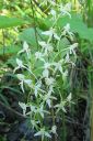 Valkolehdokki2C_Platanthera_bifolia_IMG_4591.jpg