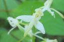 Valkolehdokki2C_Platanthera_bifolia_IMG_4592.jpg