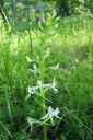 Valkolehdokki2C_Platanthera_bifolia_IMG_5147.jpg