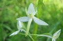 Valkolehdokki2C_Platanthera_bifolia_IMG_5148.jpg