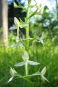 Tiedostonimi=Valkolehdokki2C_Platanthera_bifolia_IMG_5150.jpg
Tiedostokoko=49kt
Koko=400x600
Lisätty=11.03.2011 Valkolehdokki2C_Platanthera_bifolia_IMG_5150.jpg