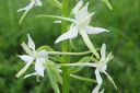 Valkolehdokki2C_Platanthera_bifolia_IMG_6543.jpg