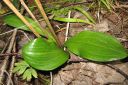 Valkolehdokki2C_Platanthera_bifolia_IMG_6730.jpg