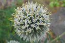 Valkopallo-ohdake2C_Echinops_sphaerocephalus_IMG_0571.jpg