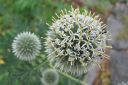 Valkopallo-ohdake2C_Echinops_sphaerocephalus_IMG_0575.jpg