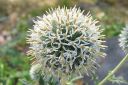 Valkopallo-ohdake2C_Echinops_sphaerocephalus_IMG_0640.jpg