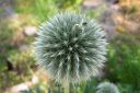 Valkopallo-ohdake2C_Echinops_sphaerocephalus_IMG_3434.jpg