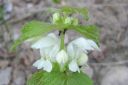 Valkopeippi2C_Lamium_album_IMG_2485.jpg