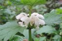 Valkopeippi2C_Lamium_album_IMG_5382.jpg