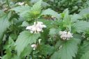 Valkopeippi2C_Lamium_album_IMG_5383.jpg