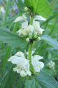 Valkopeippi2C_Lamium_album_IMG_8749.jpg