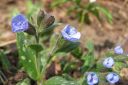 Valkotaplaimikka2C_Pulmonaria_saccharata_IMG_0337.jpg