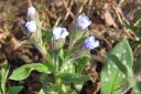 Valkotaplaimikka2C_Pulmonaria_saccharata_IMG_0340.jpg