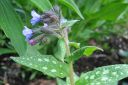 Valkotaplaimikka2C_Pulmonaria_saccharata_IMG_2358.jpg