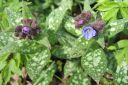 Valkotaplaimikka2C_Pulmonaria_saccharata_IMG_6393.jpg