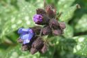 Valkotaplaimikka2C_Pulmonaria_saccharata_IMG_6395.jpg