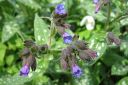 Valkotaplaimikka2C_Pulmonaria_saccharata_IMG_6887.jpg