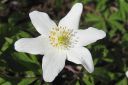 Valkovuokko2C_Anemone_nemorosa_IMG_0432.jpg