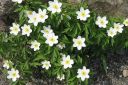 Valkovuokko2C_Anemone_nemorosa_IMG_6180.jpg