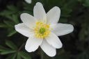 Valkovuokko2C_Anemone_nemorosa_IMG_6611.jpg