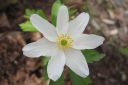 Valkovuokko2C_Anemone_nemorosa_IMG_6612.jpg