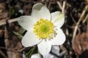 Valkovuokko2C_Anemone_nemorosa_IMG_9632.jpg