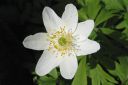 Valkovuokko2C_Anemone_nemorosa__Blue_Beayty__IMG_6359.jpg