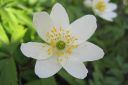 Valkovuokko2C_Anemone_nemorosa__Blue_Beayty__IMG_6361.jpg