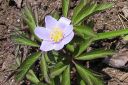 Valkovuokko2C_Anemone_nemorosa__Blue_Beayty__IMG_6425.jpg