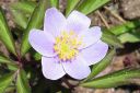 Valkovuokko2C_Anemone_nemorosa__Blue_Beayty__IMG_6426.jpg