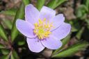 Valkovuokko2C_Anemone_nemorosa__Blue_Beayty__IMG_6427.jpg